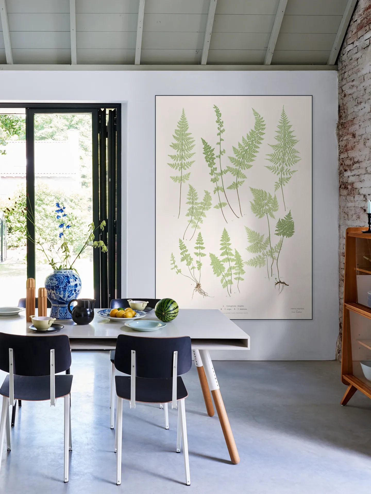 Ferns