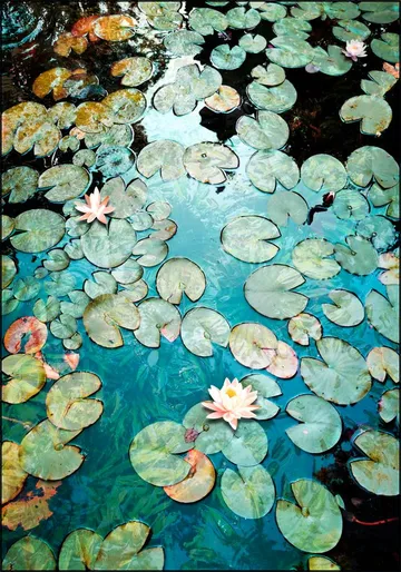 Waterlilies