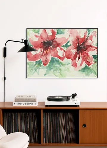 Amaryllis