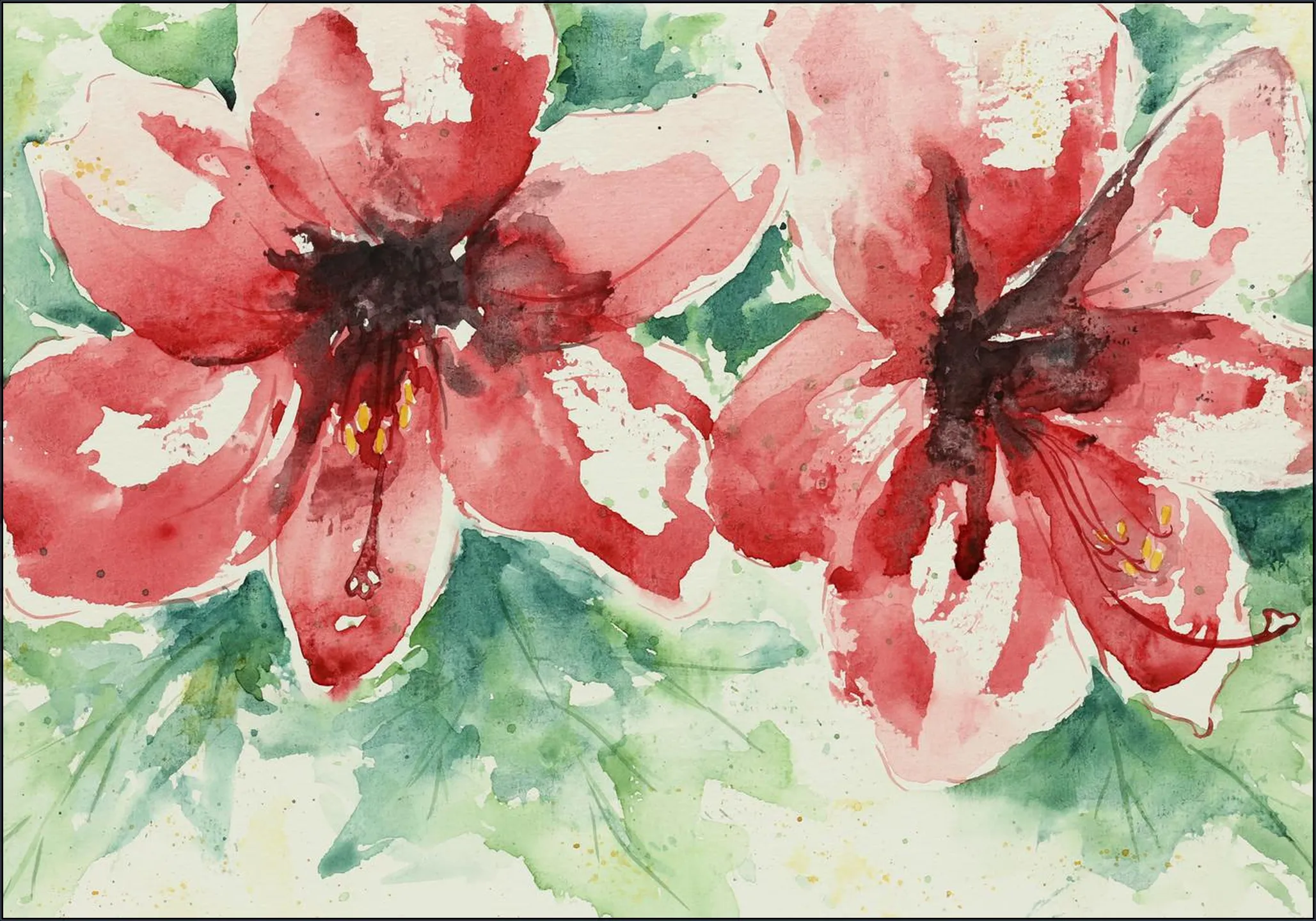Amaryllis