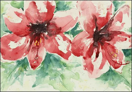 Amaryllis