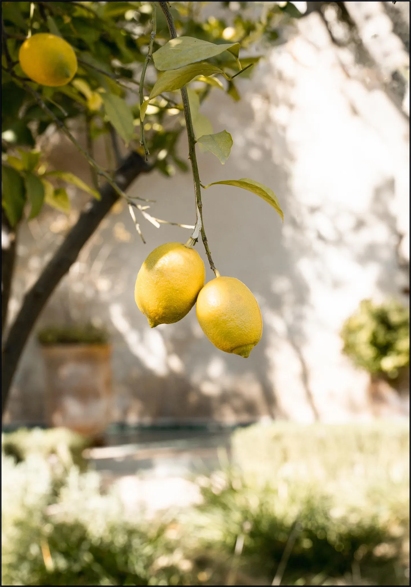 Moroccan Fruits
