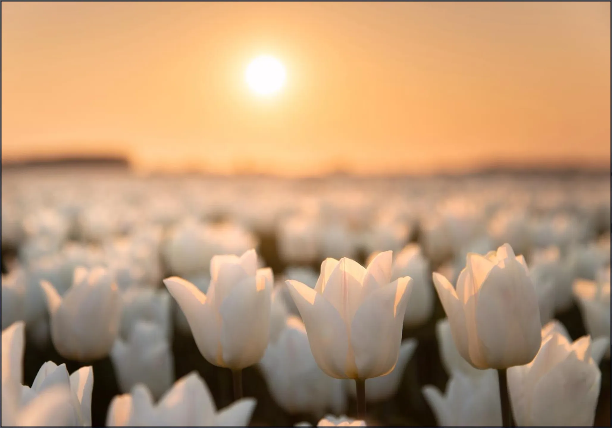 Tulip Dreams