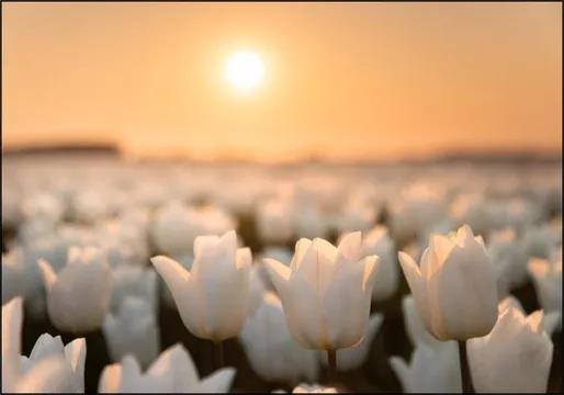 Tulip Dreams