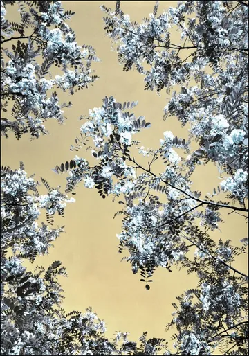 Blossoming
