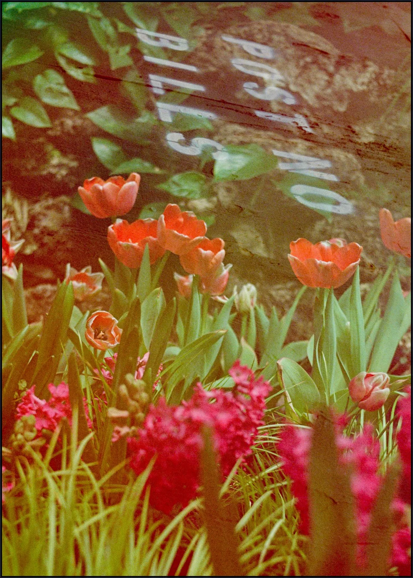 They Never Said Anything About Flowers