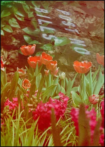 They Never Said Anything About Flowers