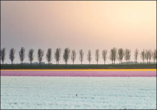 Lines of Silence