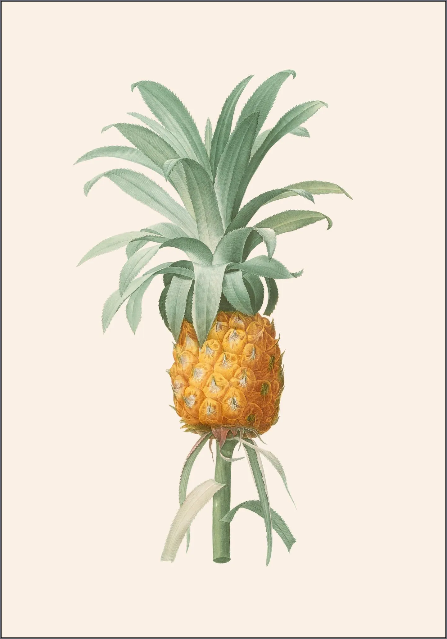 Ananas
