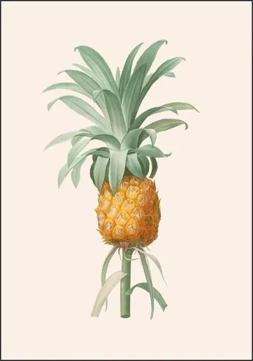 Ananas