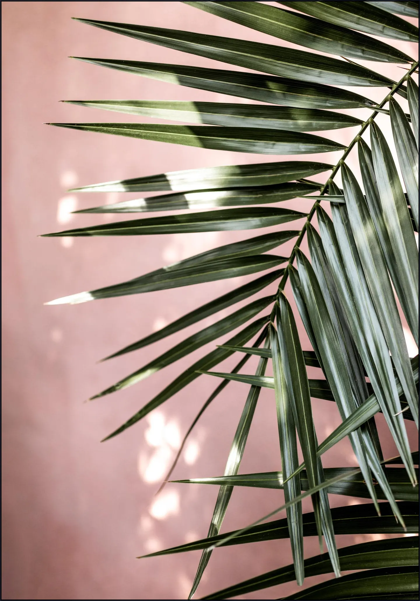 Palm Leaves 23