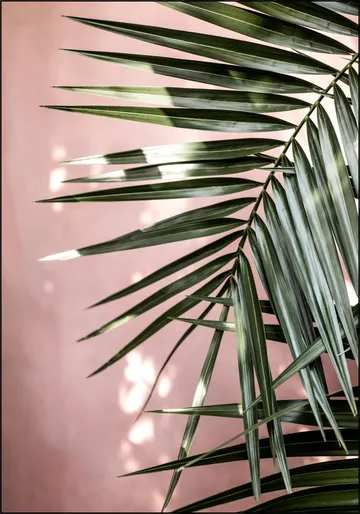 Palm Leaves 23