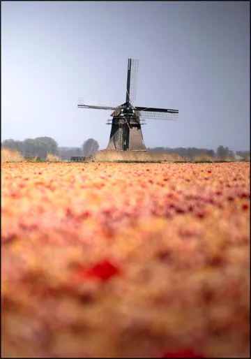 Windmill in Bloom