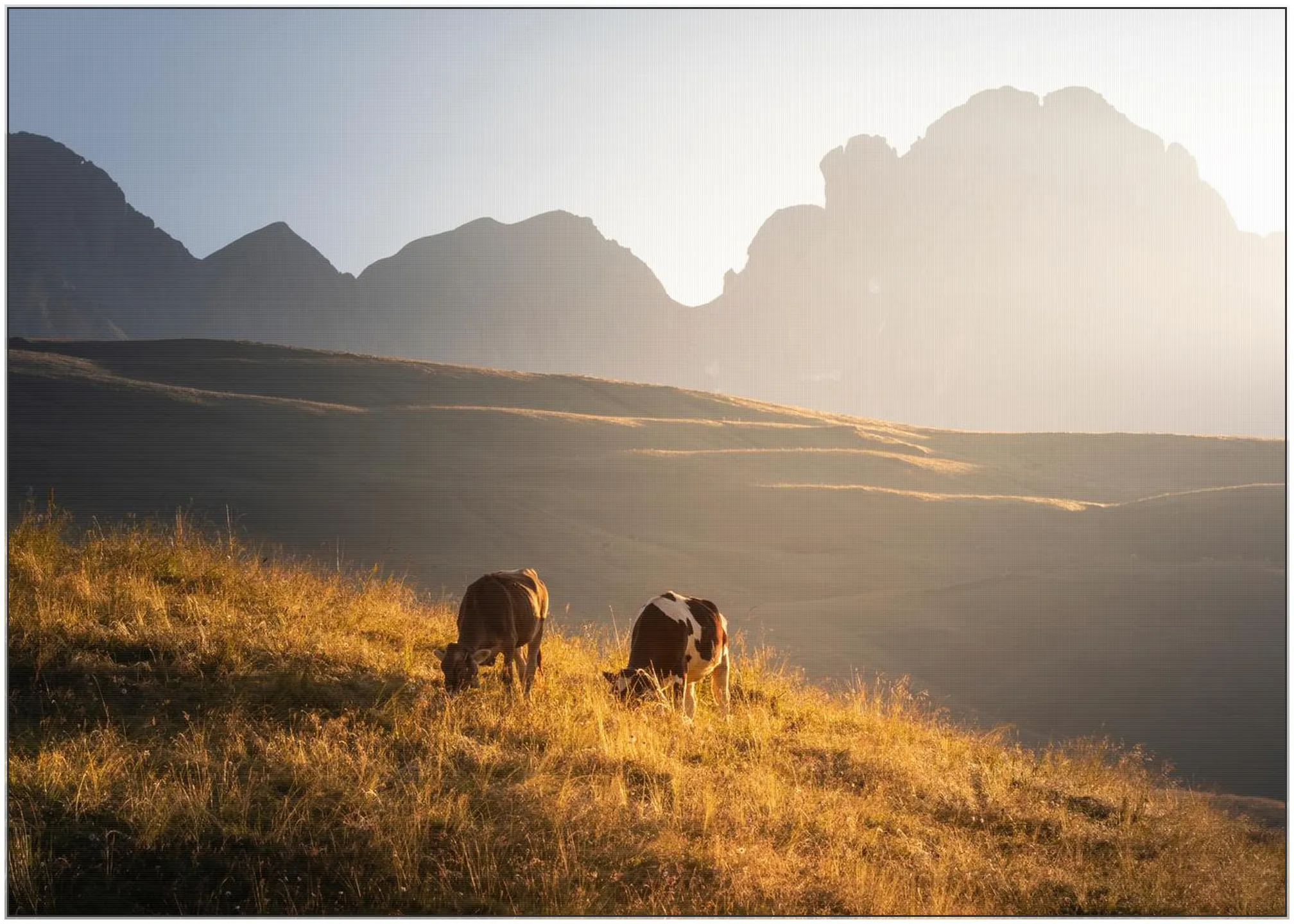 Trentino Cows in the Dolomites 