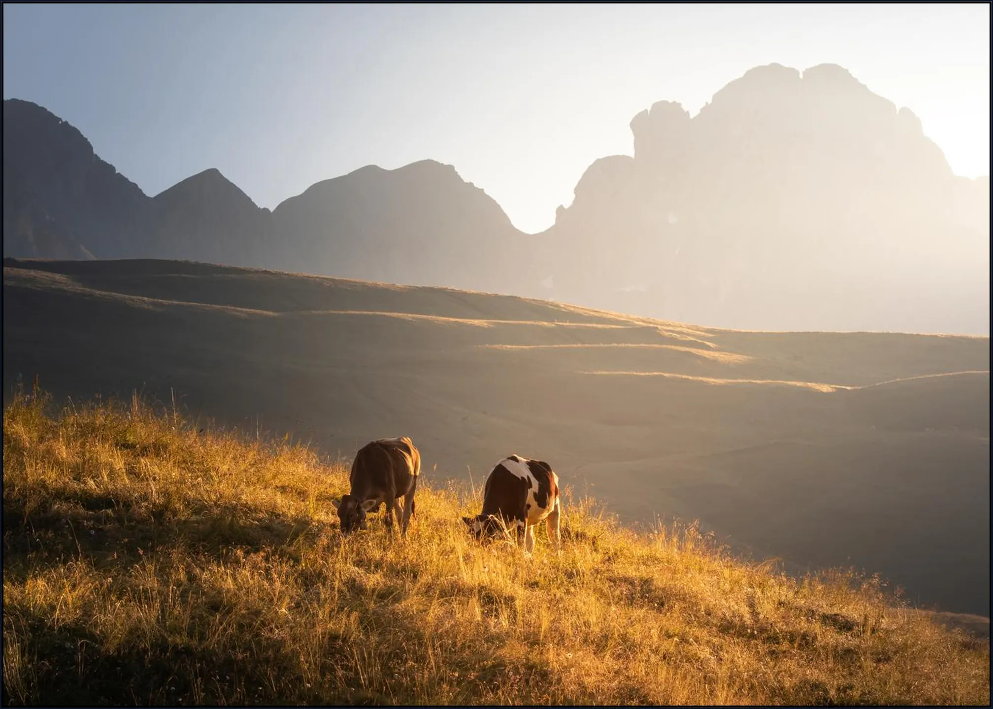 Trentino Cows in the Dolomites 