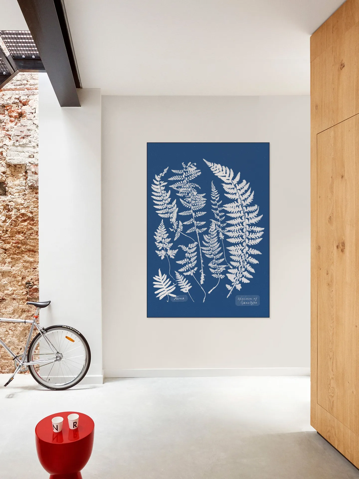 Specimen of Cyanotype - Ferns
