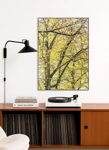 Yellow Autumn Trees