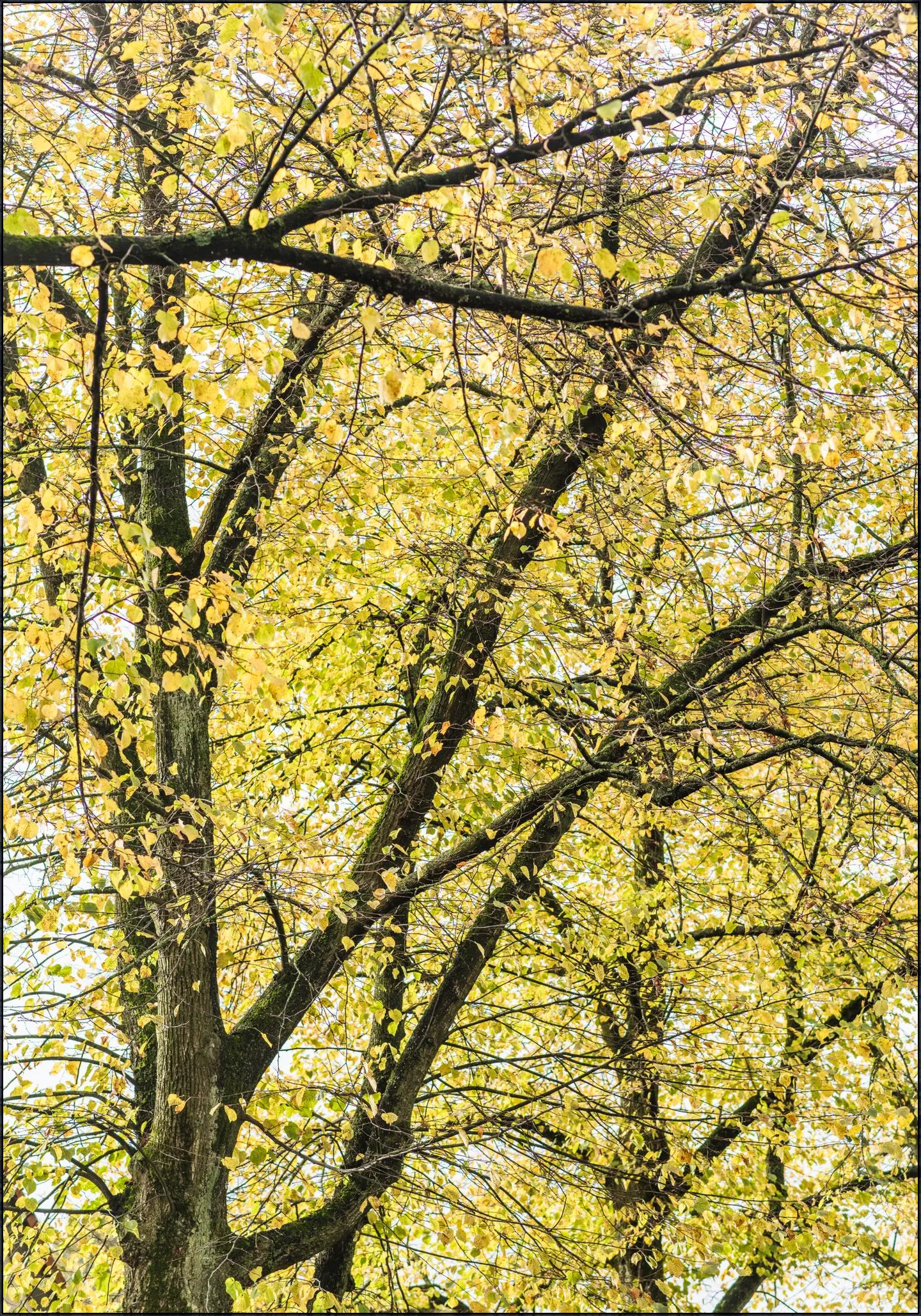 Yellow Autumn Trees