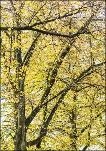 Yellow Autumn Trees