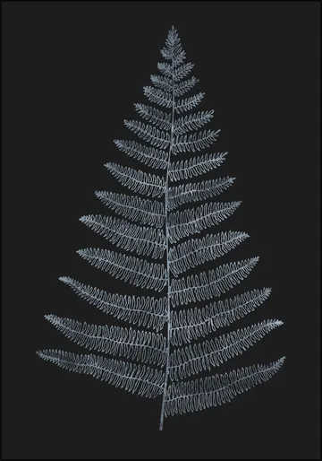 Botanica Minimalistica