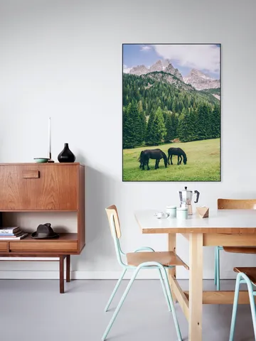 Friesian Horses in Alps