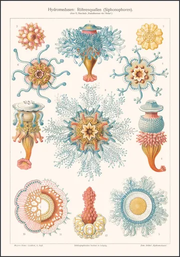 Hydromedusen