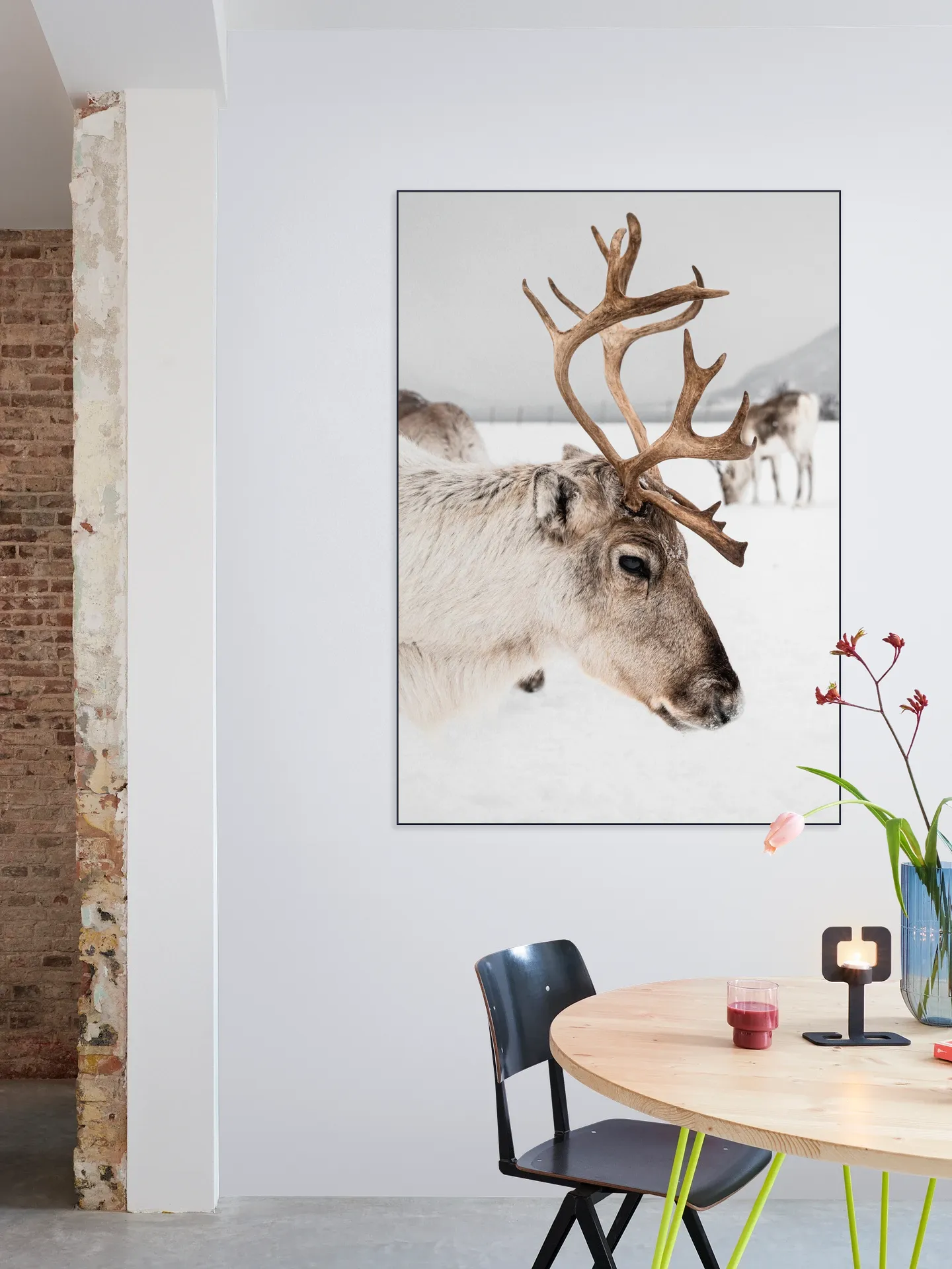 Reindeer in Norway