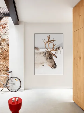 Reindeer in Norway