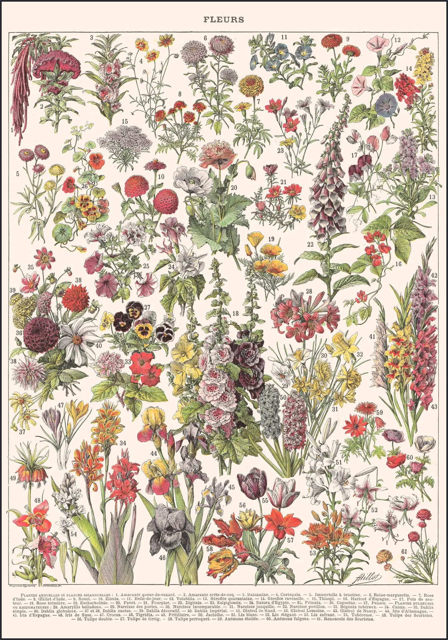 Fleurs Larousse print