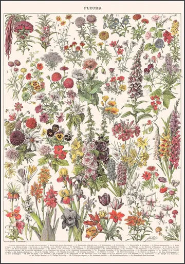 Fleurs Larousse print