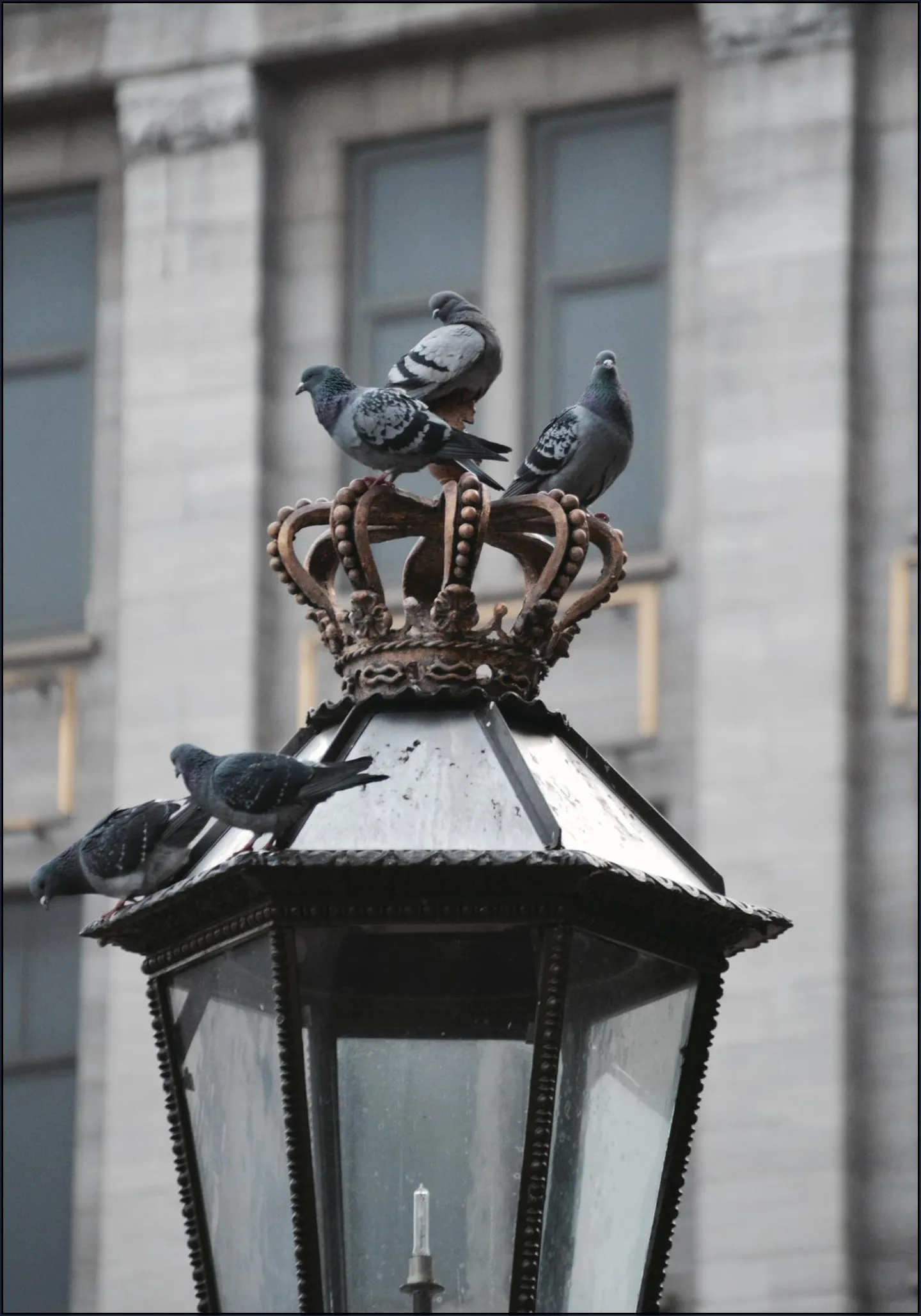 Doves on Dam Square