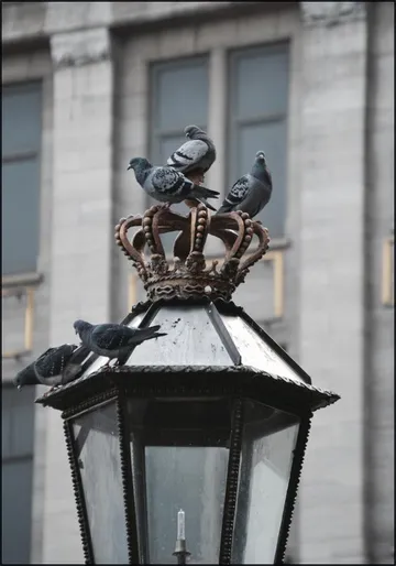Doves on Dam Square