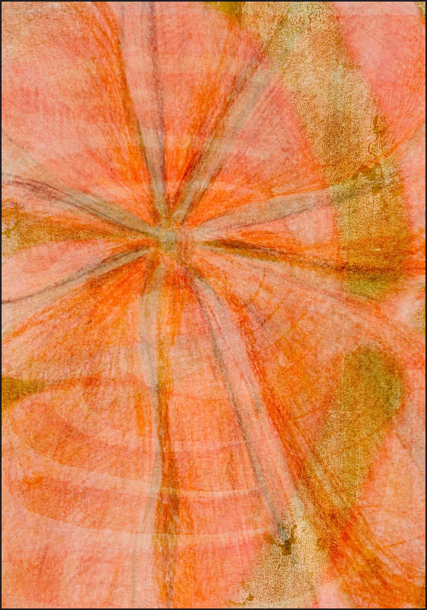 Morning Glory