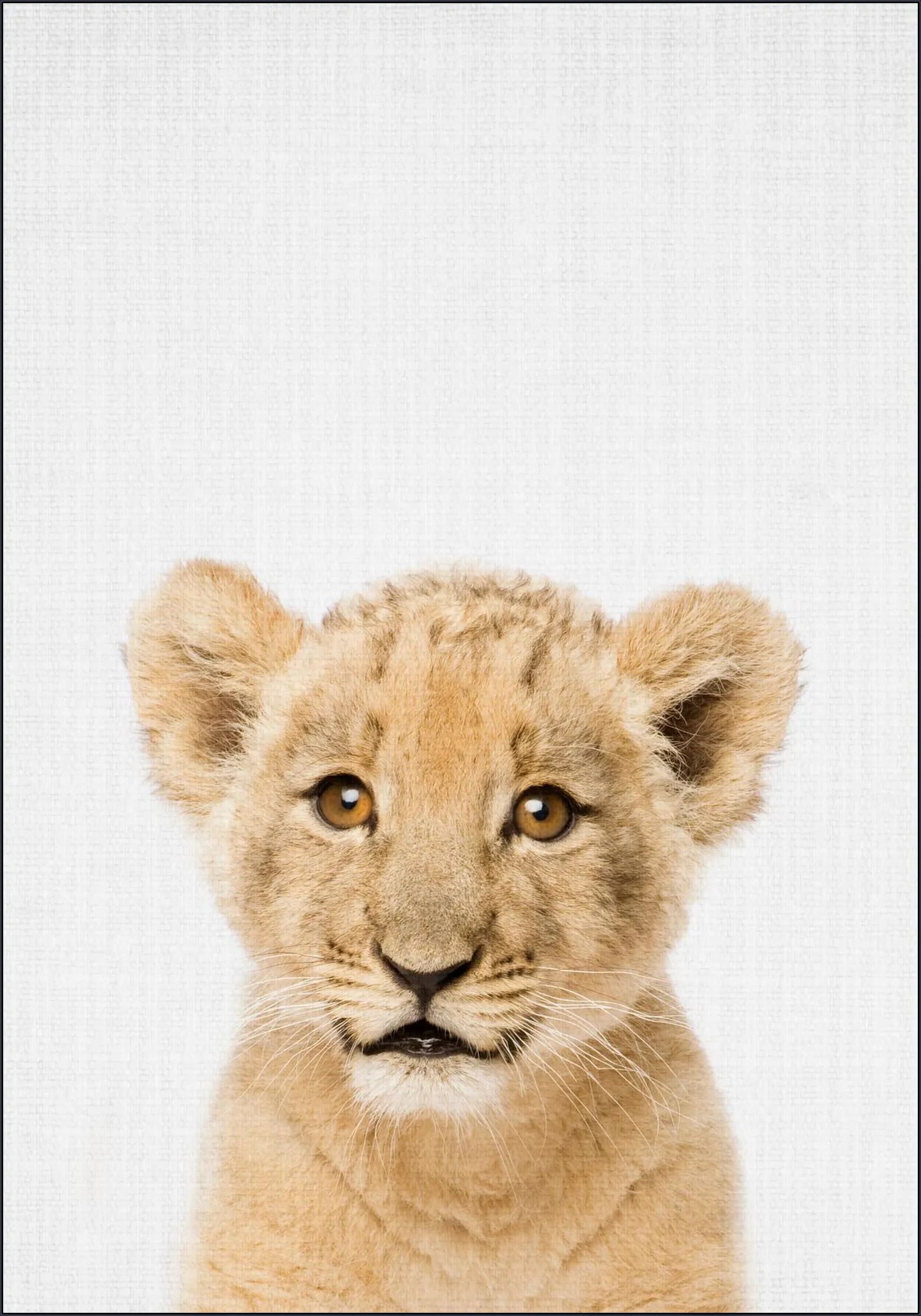Baby lion - Brown eyes