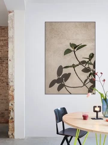 Shadow of Plant