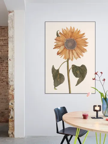 Tournesol - Zonnebloem