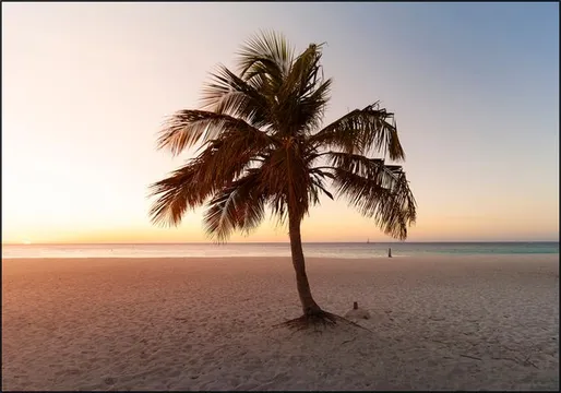 Summer Vibes Palm