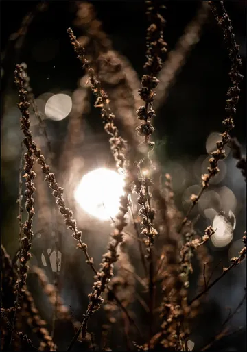 Natural Sparkle