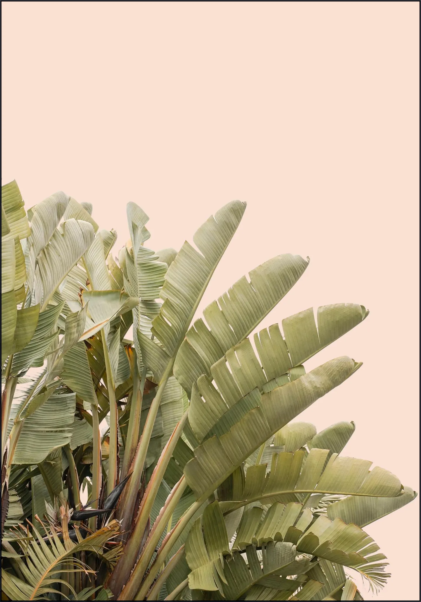 Tropical Leaves