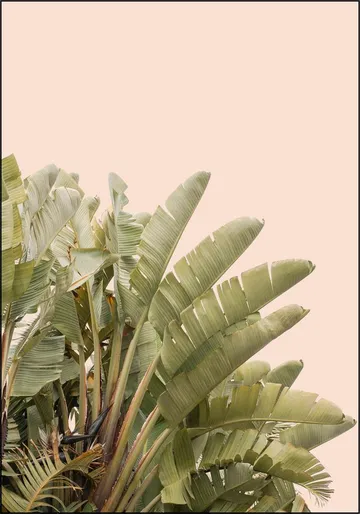 Tropical Leaves