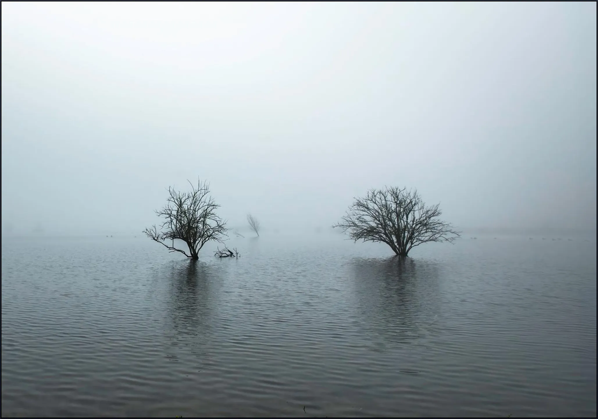 Whispering Tree Pair 
