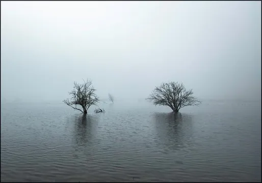 Whispering Tree Pair 