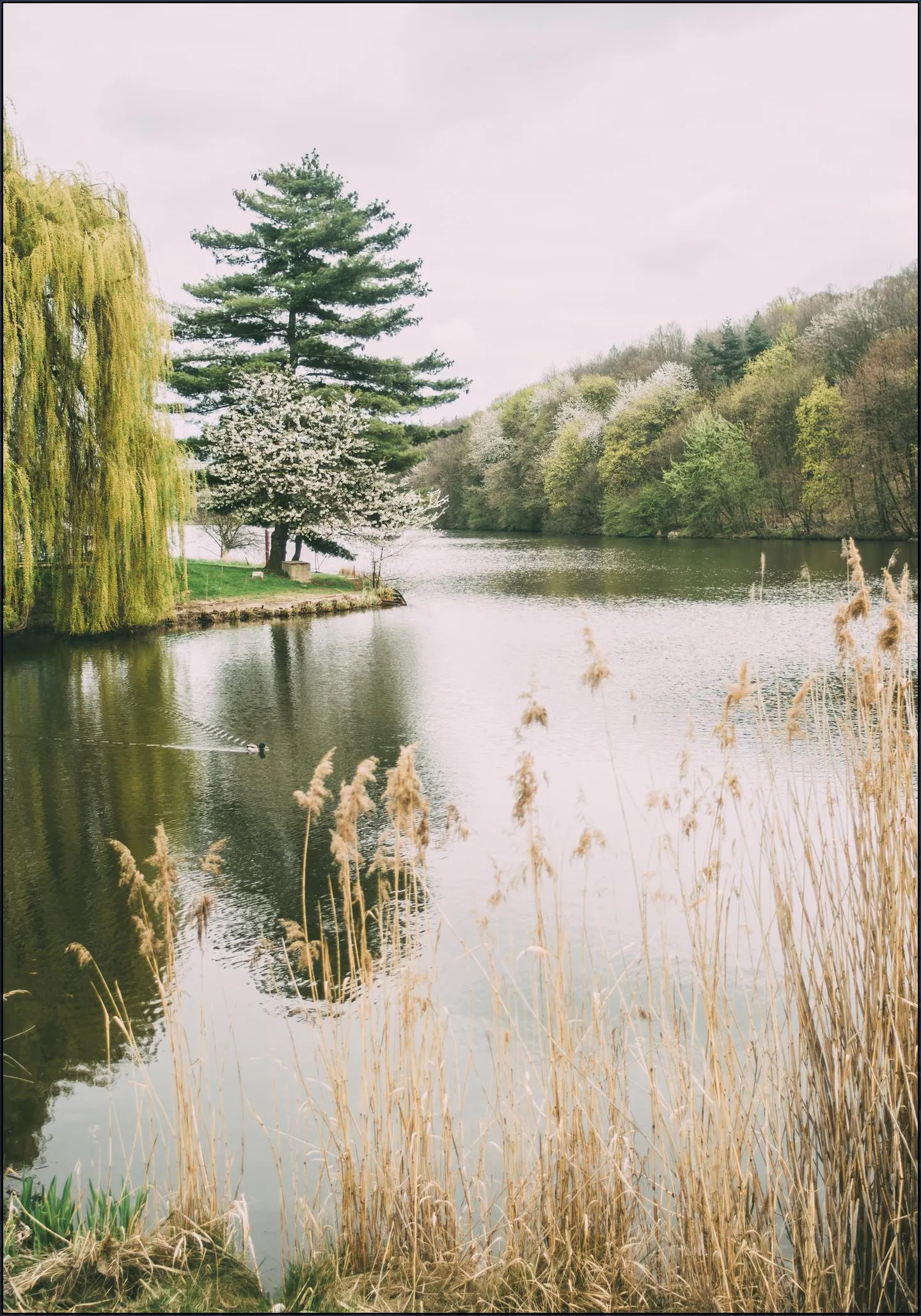 Tranquil Lake