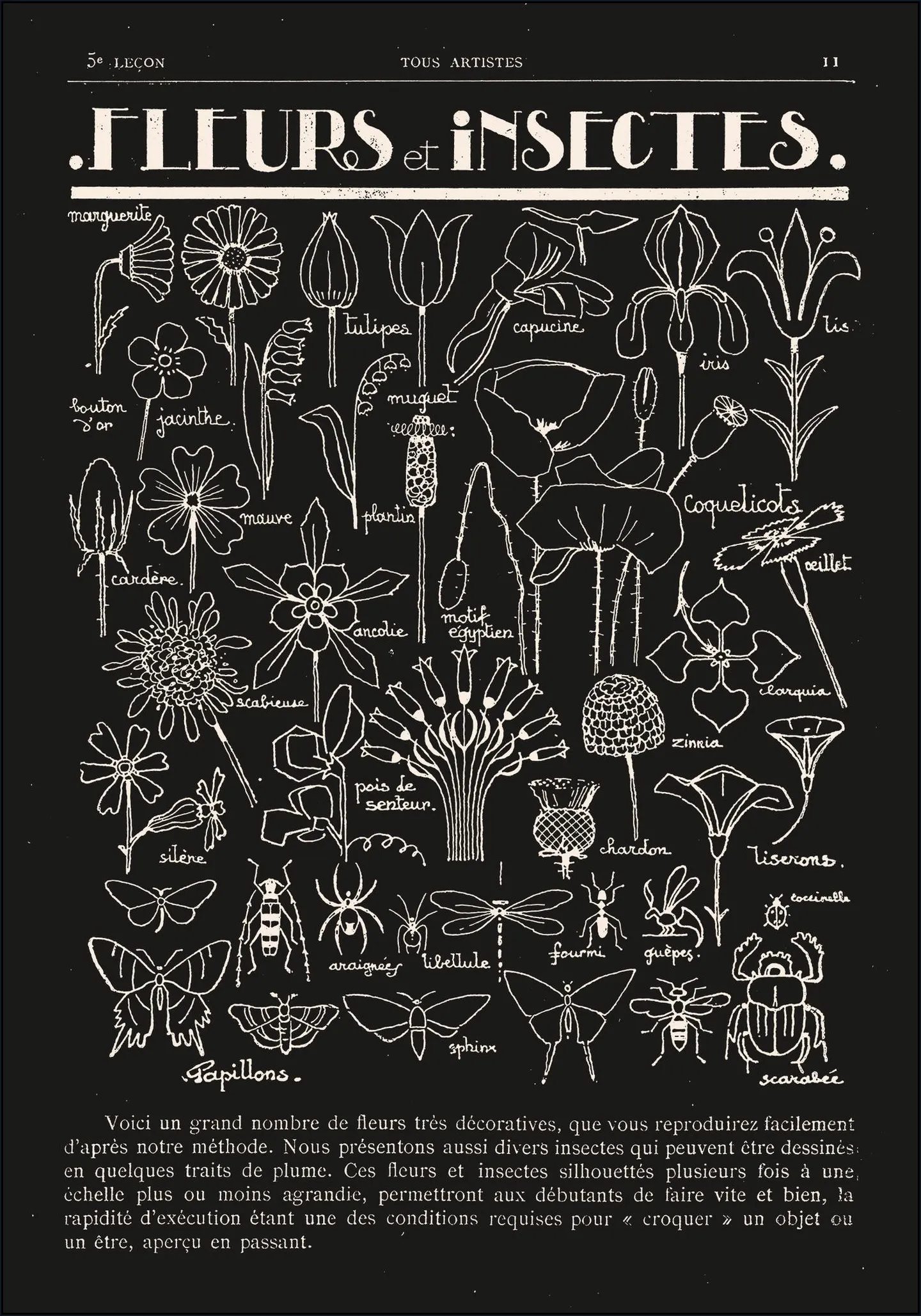 Fleurs et Insectes