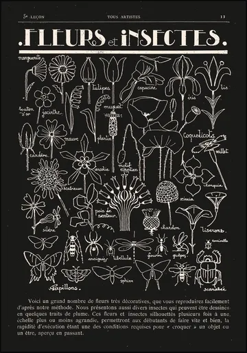 Fleurs et Insectes