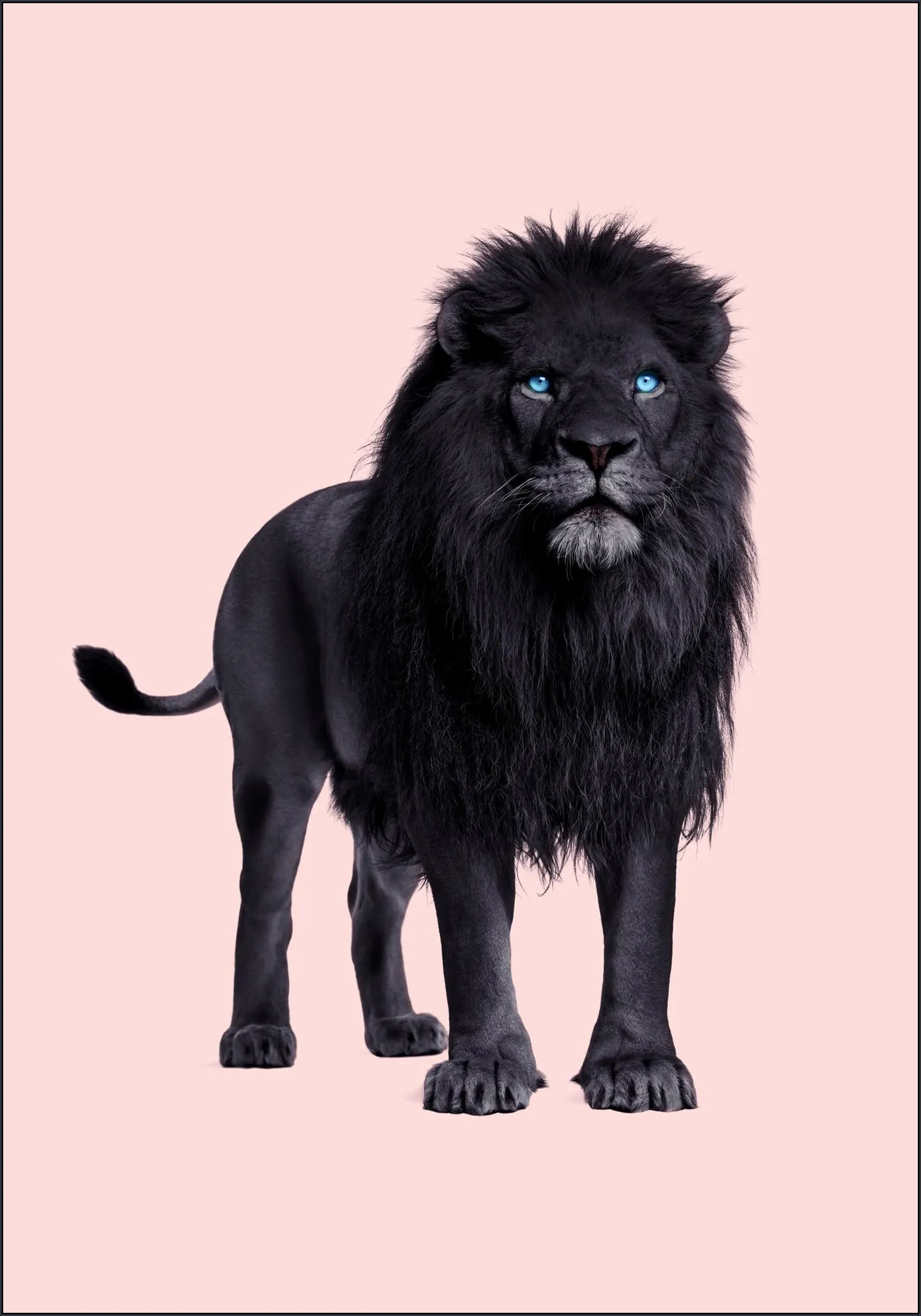 Black Lion