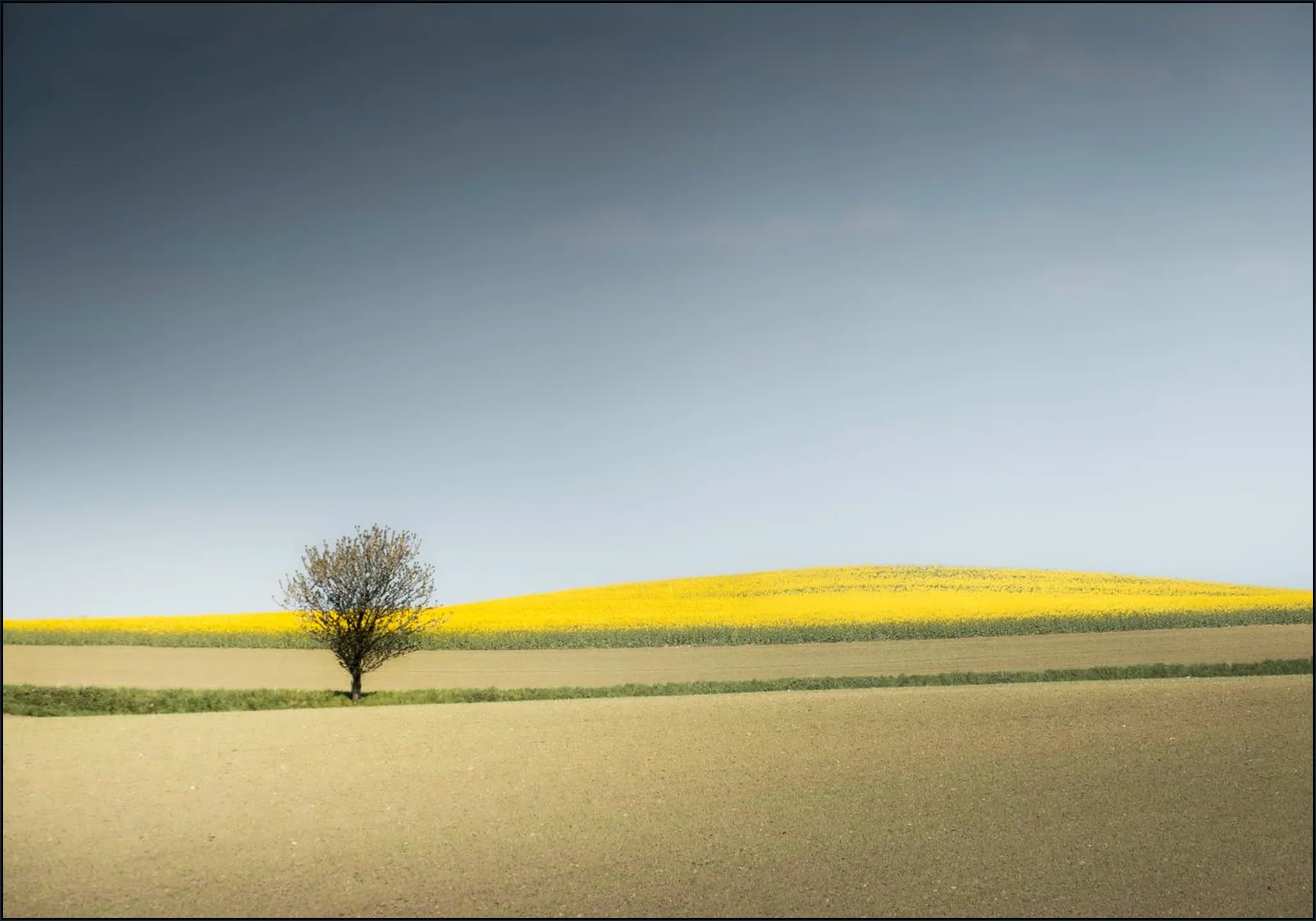 Lone Tree in Spring Light
