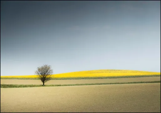 Lone Tree in Spring Light