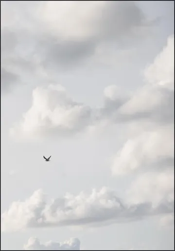 Free as a Bird 2 