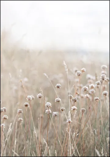Coastal Flowers